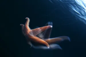 Images Dated 9th October 2008: Common starfish (Asterias rubens) swimming, Saltstraumen, Bod, Norway, October 2008