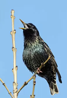 Images Dated 19th April 2011: Common starling singing (Sturnus vulgaris) Finland May