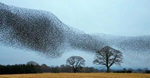 At Home in the Wild Gallery: Common starling (Sturnus vulgaris) flocking prior to roosting, Scotland, January 2009