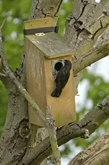 Common starling (Sturnus vulgaris) adult with insect food arriving at nestbox to feed chicks