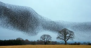 Groups Prints: Common starling (Sturnus vulgaris) flocking prior to roosting, Scotland, January 2009