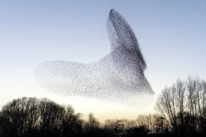 Birds Gallery: Common starling (Sturnus vulgaris) murmuration, flock pursued by Peregrine falcon