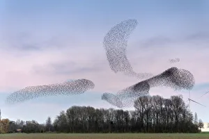 Common starling (Sturnus vulgaris) murmuration, flocks gathering above trees before