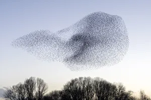 Common starling (Sturnus vulgaris) murmuration, flock gathering above trees before