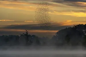 Silhouetted Prints: Common starling (Sturnus vulgaris) murmuration above a pond on a misty morning