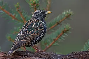 Sturnus Vulgaris Prints: Common starling (Sturnus vulgaris) perched on a branch, Vendee, France. January