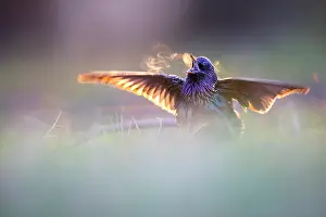 Thermoregulation Prints: Common starling (Sturnus vulgaris) perched on the ground singing at sunrise on a cold morning