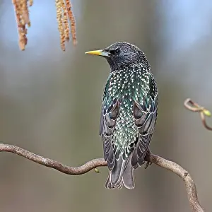 Iridescence Prints: Common starling (Sturnus vulgaris) perched on a twig, Denmark. April