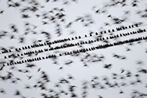 Images Dated 28th November 2011: Common starlings (Sturnus vulgaris) gathering on telephone wires pre-roost, Solway Firth