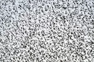February 2023 Highlights Collection: Common starlings (Sturnus vulgaris) large murmuration gathering before landing at winter roost