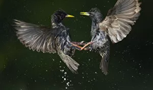 Two Common starlings (Sturnus vulgaris) fighting, Pusztaszer, Hungary, May 2008
