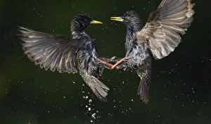 Images Dated 14th May 2008: Two Common starlings (Sturnus vulgaris) fighting, Pusztaszer, Hungary, May 2008