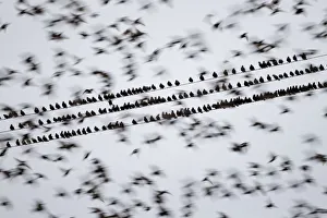 Common starlings (Sturnus vulgaris) gathering on telephone wires pre-roost, Solway Firth