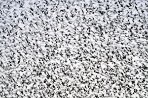 Sturnus Vulgaris Prints: Common starlings (Sturnus vulgaris) large murmuration gathering before landing at winter roost