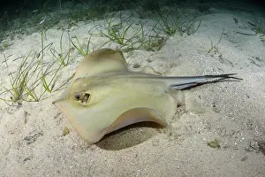 Rays Prints: Common stingray (Dasyatis pastinaca) swimming over sandy seabed