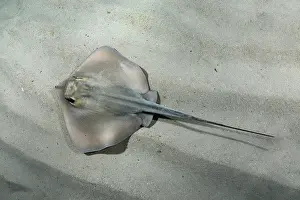 Rays Prints: Common stingray (Dasyatis pastinaca) swimming over sandy seabed