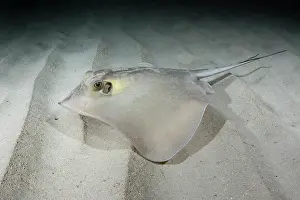 Common stingray (Dasyatis pastinaca) swimming over sandy seabed, Playa Granadella, Spain, Mediterranean Sea
