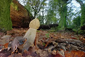 Forest Floor Prints: Common stinkhorn fungus (Phallus impudicus) fruiting on a woodland floor