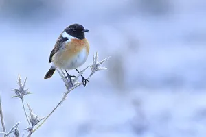 Collared Bush Chat Prints: Common stonechat (Saxicola torquata) on frozen and dry thistle