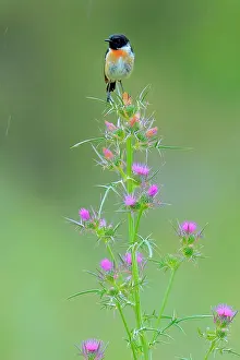 Sunflower Family Prints: Common stonechat (Saxicola torquata) male