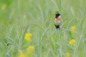 Common stonechat (saxicola torquata) male singing from green wheat, Sierra de Grazalema
