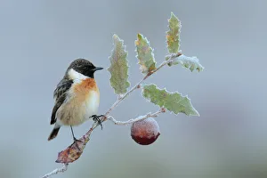 Common stonechat (Saxicola torquata) perched on frozen branch of Portuguese oak