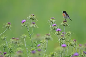 Andres M Dominguez Gallery: Common stonechat (Saxicola torquata) on thistle. Sierra de Grazalema Natural Park
