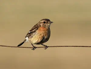 Chat Thrush Prints: Common stonechat (Saxicola torquatus) female