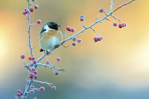 Cold Weather Prints: Common stonechat (Saxicola torquatus) on frost covered Common hawthorn (Crategus monogyna) berries