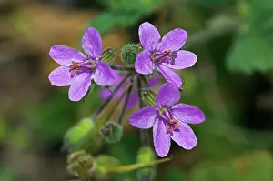 Rosanae Prints: Common stork's-bill (Erodium cicutarium) in flower