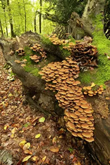 Growth Prints: Common stump brittlestem (Psathyrella piluliformis) growing on rotting stump in forest