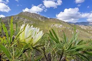 Proteanae Prints: Common sugarbush (Protea repens) in flower, Franschhoek Pass, Western Cape, South Africa