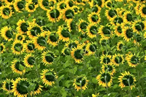 Asterales Prints: Common sunflowers (Helianthus annuus) in flower, Spain. June