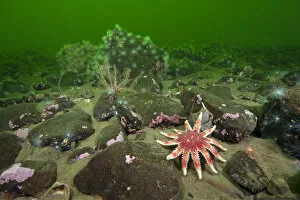 Images Dated 19th April 2011: Common sunstar (Crossaster papposus), brittlestars and sealoch anemones form a typical