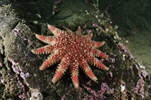 2020VISION 1 Gallery: Common Sunstar (Crossaster papposus), St Abbs (St Abbs and Eyemouth Voluntary Marine Reserve)