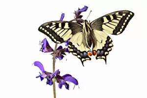 Common Swallowtail butterfly (Papilio machaon) resting on Meadow Clary (Salvia pratensis) flowers