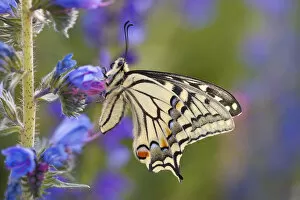 Images Dated 6th July 2011: Common Swallowtail Butterfly (Papilio machaon) resting on Vipers Bugloss / Blueweed