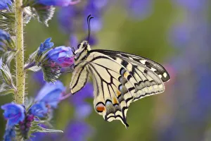 Images Dated 6th July 2011: Common Swallowtail Butterfly (Papilio machaon) resting on Vipers Bugloss / Blueweed
