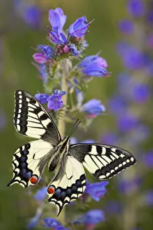 Images Dated 6th July 2011: Common Swallowtail Butterfly (Papilio machaon) resting on Vipers Bugloss / Blueweed