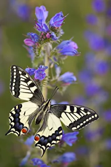 Images Dated 6th July 2011: Common Swallowtail Butterfly (Papilio machaon) resting on Vipers Bugloss / Blueweed