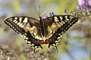 Common Swallowtail butterfly (Papilio machaon) backlit showing wing structure. Podere Montecucco