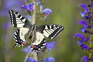 Common Swallowtail Butterfly (Papilio machaon) resting on Vipers Bugloss / Blueweed
