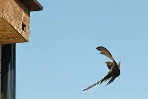 Apodiformes Prints: Common swift (Apus apus) air braking as it flies close to a nest box it has just begun nesting