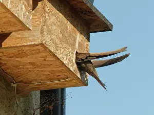 Apodiformes Prints: Common swift (Apus apus) entering nest box it is nesting in, Box, Wiltshire, UK. June