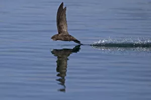 Apodidae Gallery: Common Swift (Apus apus) in flight reflected in water, Norfolk, England, UK. July