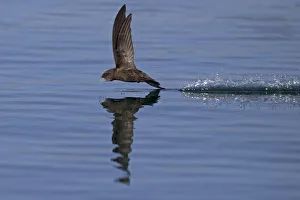 Apodidae Gallery: Common Swift (Apus apus) in flight reflected in water, Norfolk, England, UK. July