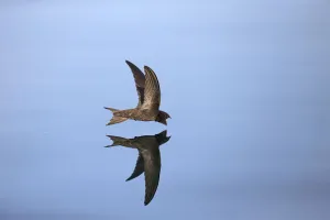 Common Swift (Apus apus) in flight reflected in water, Norfolk, England, UK. July