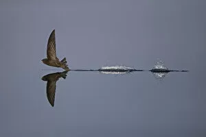 Apodidae Gallery: Common swift (Apus apus) flying low to water while hunting, Norfolk, England, UK, July