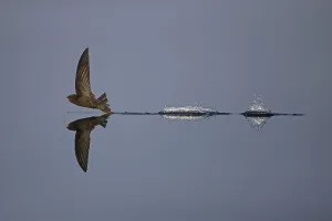 Common swift (Apus apus) flying low to water while hunting, Norfolk, England, UK, July Common swift (Apus apus) flying low to water while hunting, Norfolk, England, UK, July