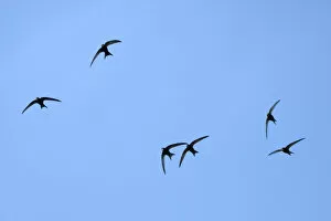 Apodidae Gallery: Common swift (Apus apus) group flying overhead, Bradford-on-Avon, Wiltshire, UK, May